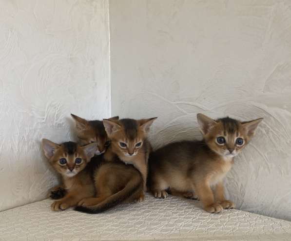 Абиссинские котята в фото 12