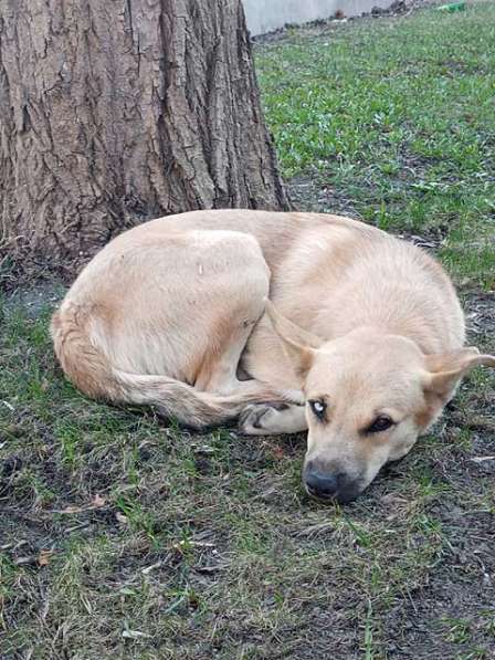 Молодой солнечный пес Кай ищет дом в Москве фото 6
