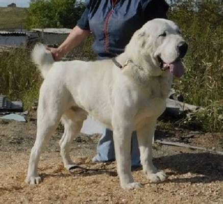 Щенок Среднеазиатской овчарки в Новосибирске фото 39
