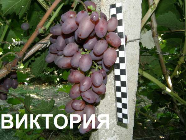 Продам саженцы и черенки винограда в Нижнегорском фото 6