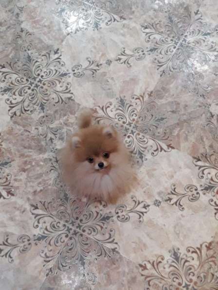 Мини-мишка девочка померанского шпица. Крошечная в фото 10