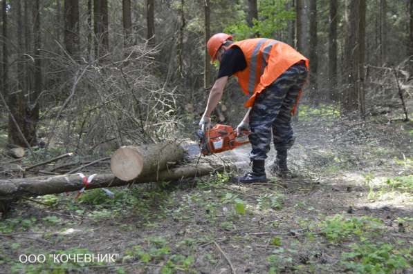 удаление опасных аварийных деревьев - кронирование - санитар в Москве фото 17