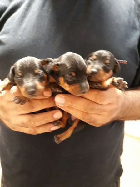 Щенки Цвергпинчера в Москве фото 3