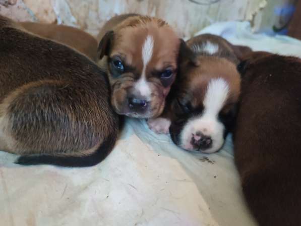 Отличные щенки Ам. Стаффа в Симферополе фото 7