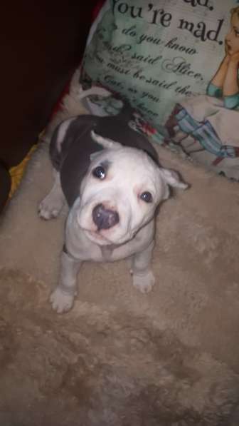 Красотка Амстаффа голубого окраса 3 месяца ркф в Москве фото 4