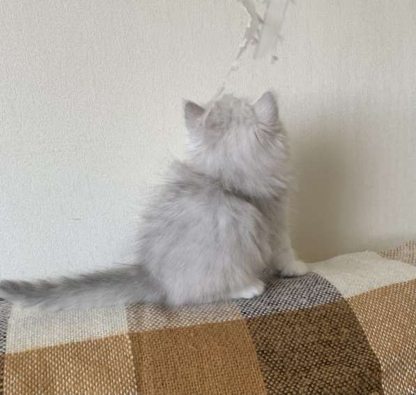 Persian Silver Chinchilla в Москве