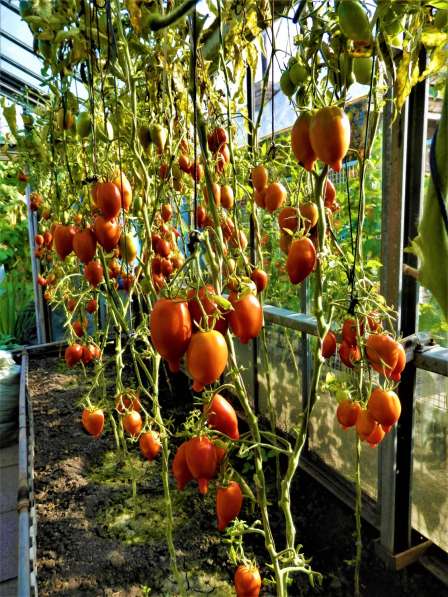 Семена томата ЛЕГЕНДА ТАРАСЕНКО - 20шт в Новосибирске фото 8