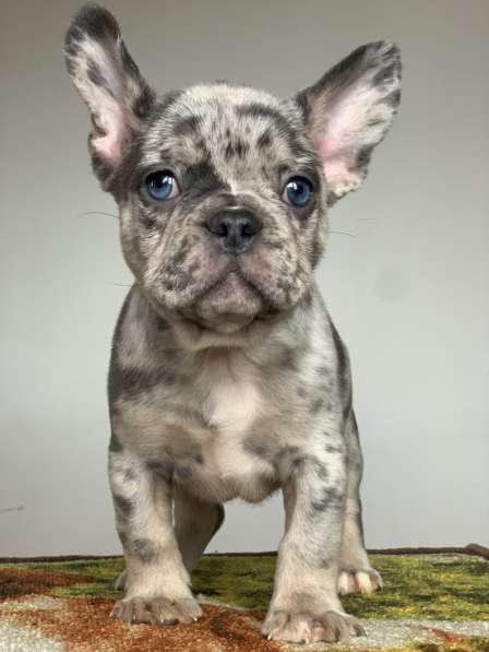 Французский бульдог. Blue merle with blue eyes в фото 3