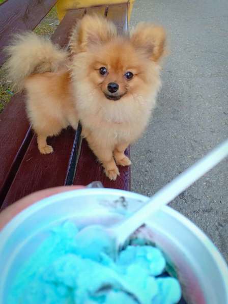 Памеранский Шпиц в Хабаровске фото 9