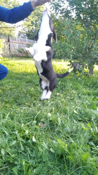 Продажа щенков корги в Екатеринбурге фото 15