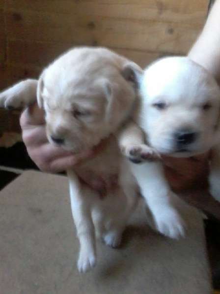 Лабрадора щенков продам в Тюмени фото 8