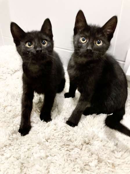 Милые чёрные котята в добрые руки в Москве фото 18