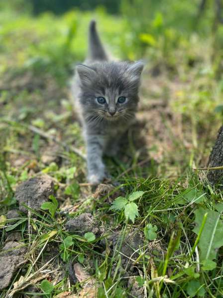 Маленькие котята в добрые руки в Москве фото 4