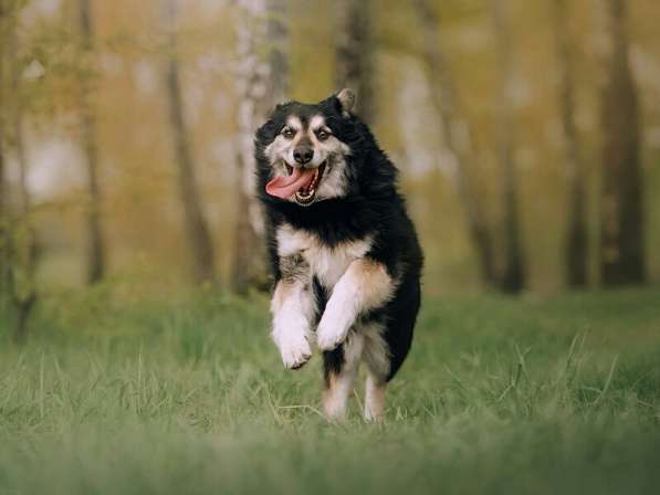 Пушистая весёлая Дакота ищет семью в Москве фото 48