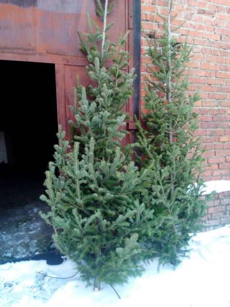 Пихта, с доставкой на дом в Новосибирске фото 7