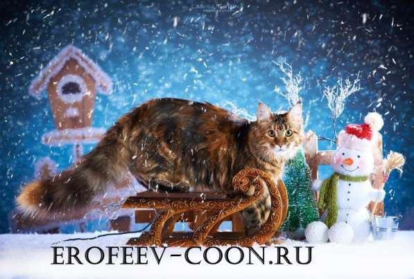 Мейн-кун супер кошка шоу класса в Краснодаре фото 4