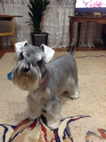 Очаровательные щенки цвергшнауцера в фото 12