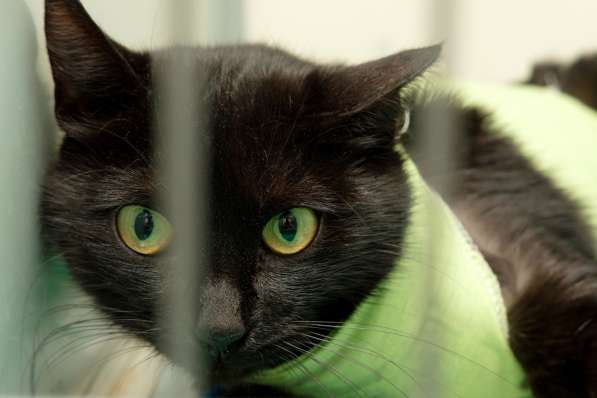 Зеленоглазая кошечка Магнезия