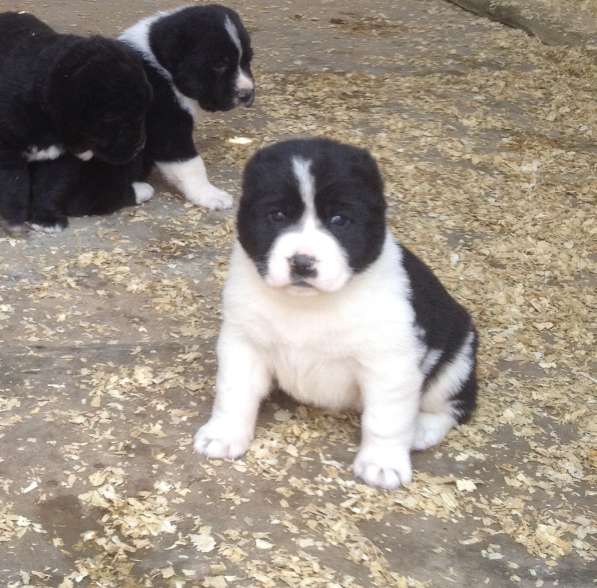 Щенки алабая в Крымске фото 5