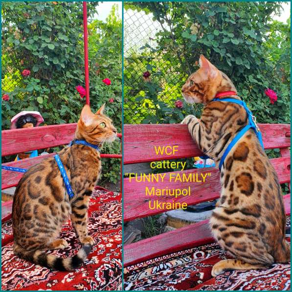 Бенгальские котята, шикарная кошечка, документы WCF, питомн в фото 11