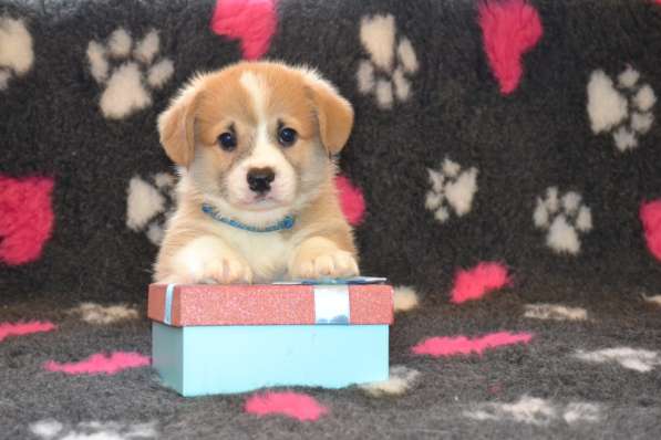 Щенки вельш корги пемброк в Санкт-Петербурге фото 5