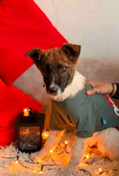 Очень красивые щенки в Санкт-Петербурге фото 16