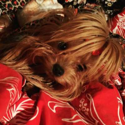 Йоркширские терьеры в Екатеринбурге фото 3