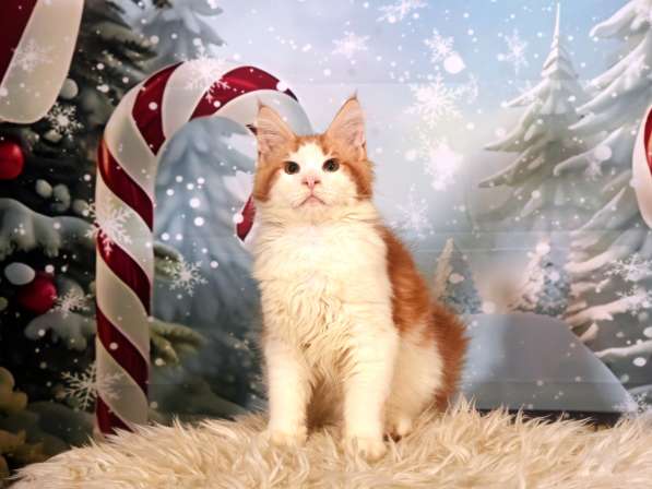 Котята в фото 4