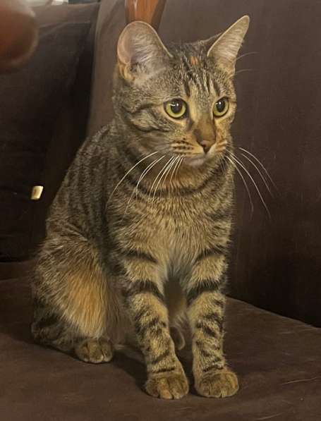 Отдам даром кошку