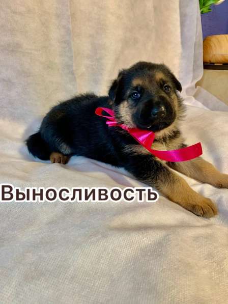 Продажа немочек щенят ! в Прокопьевске фото 3