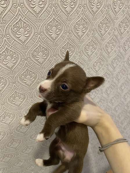 Щенки маленькой породы в Спасске-Дальнем фото 3