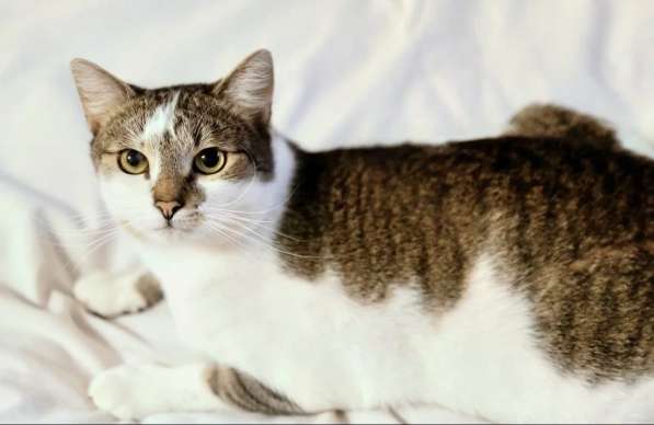 Замечательный котик Бантик мечтает о семью в Москве фото 4