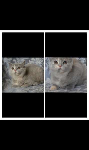 Шотландские котята. Кошечка в фото 3