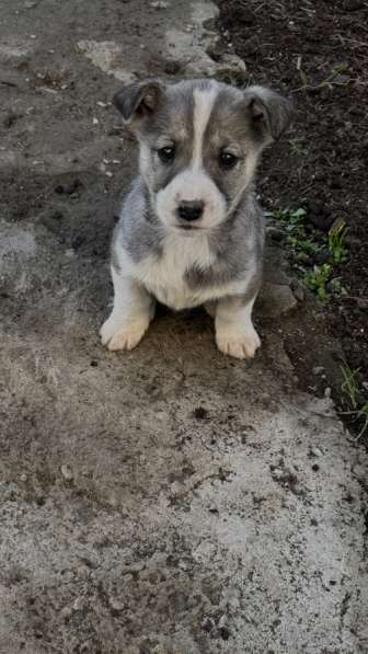 Бесплатно в Черкесске фото 3