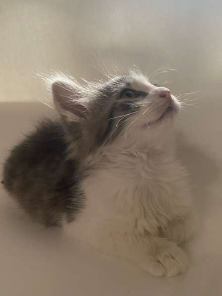 Бесплатно котята 1,5 месяца в Химках фото 6