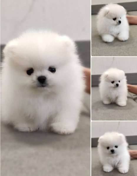 Щенки померанского шпица в Москве фото 3