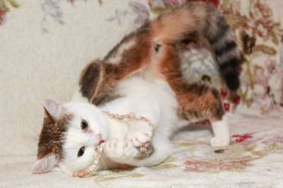 Отдам даром Скромная и нежная кошечка Буся в Санкт-Петербурге