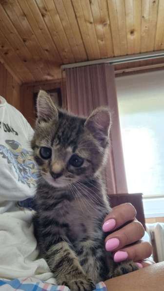 Особенный котёнок Гномик в самые добрые руки в Москве