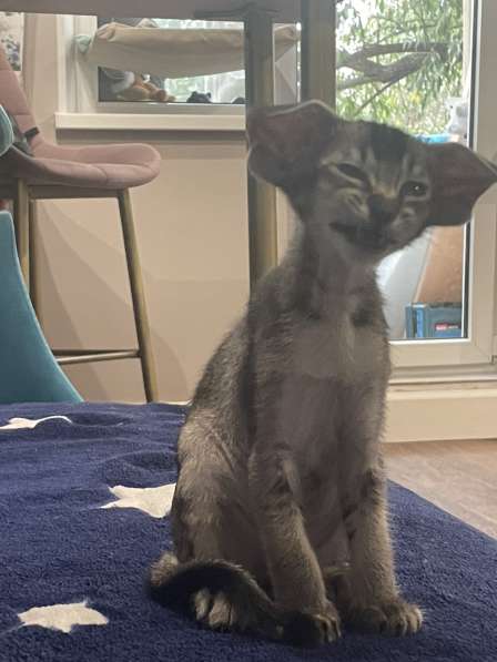 Ориентальные котята в Челябинске фото 3