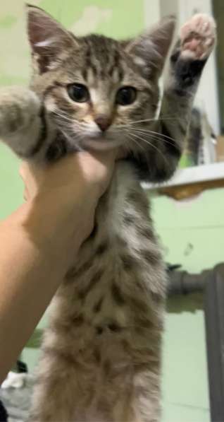 Это Салинка! Чудесная нежная девочка! в Москве фото 7