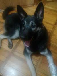 Отдам даром Собака в Санкт-Петербурге