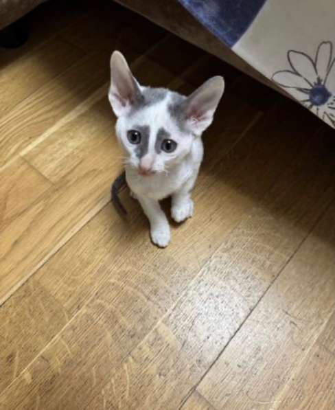 Котята Корниш-рекс в Москве фото 10