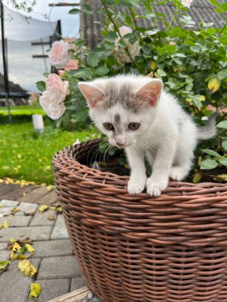 Котята ищут новый дом! в Калининграде фото 4