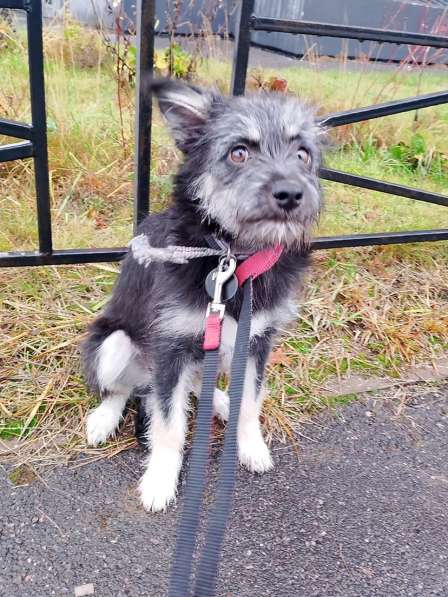 Маленькая собачка-домовёнок в Санкт-Петербурге фото 8