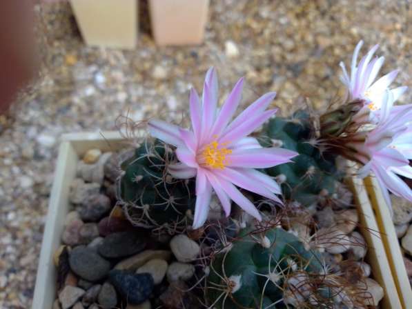 Кактусы, Turbinicarpus pseudomacrochele от Kohres в Москве