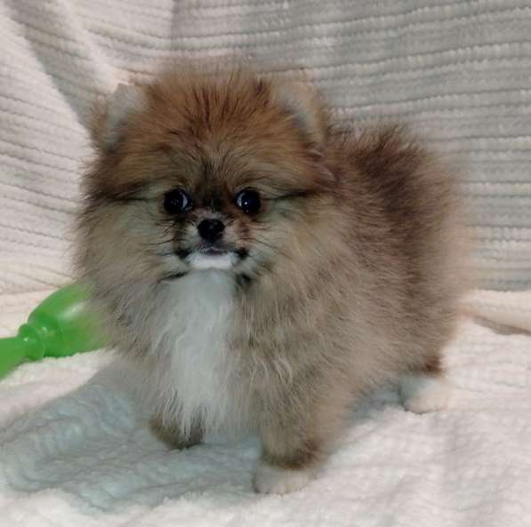 Pomeranian spitz в 