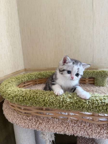 Британские котята в фото 4