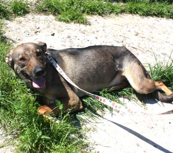 Ласковая, добрая, жизнерадостная, умненькая собака Стеша ище в Москве фото 7