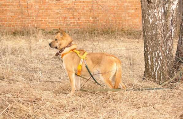 Джо и Ася ищут хоязина в Калуге фото 4
