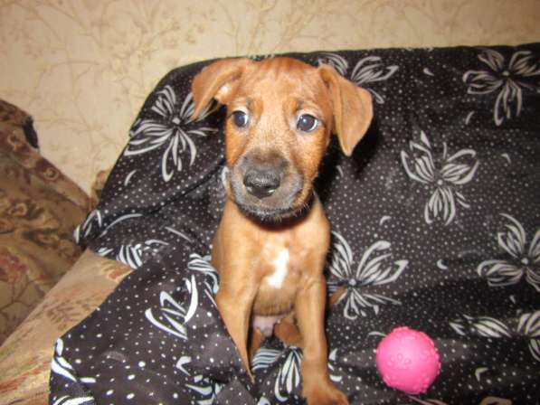 Отдам щенков в Алексине фото 7